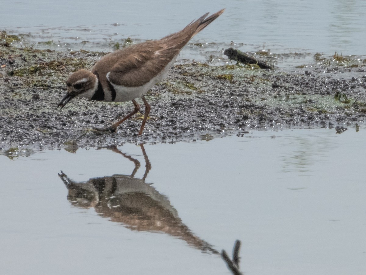 Killdeer - ML620354725