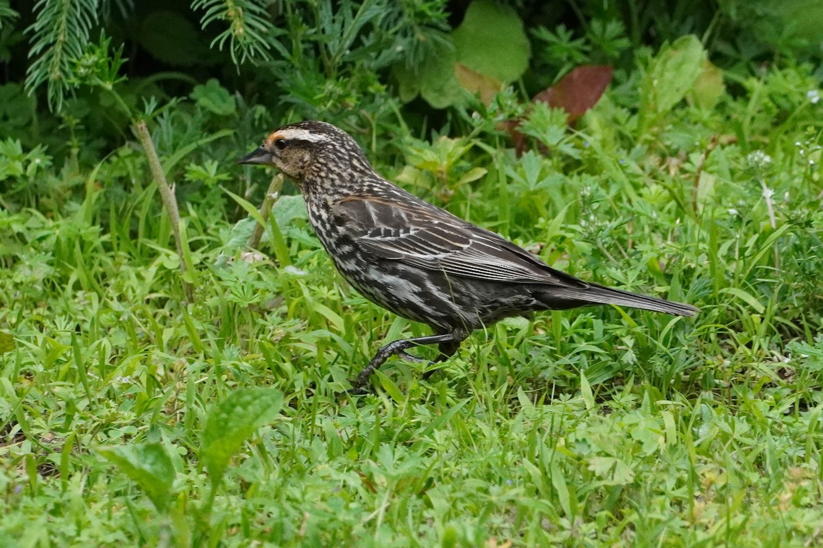 Red-winged Blackbird - ML620354727