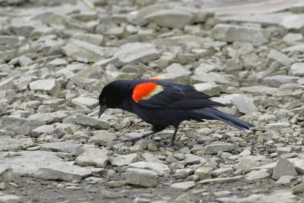 Red-winged Blackbird - ML620354728