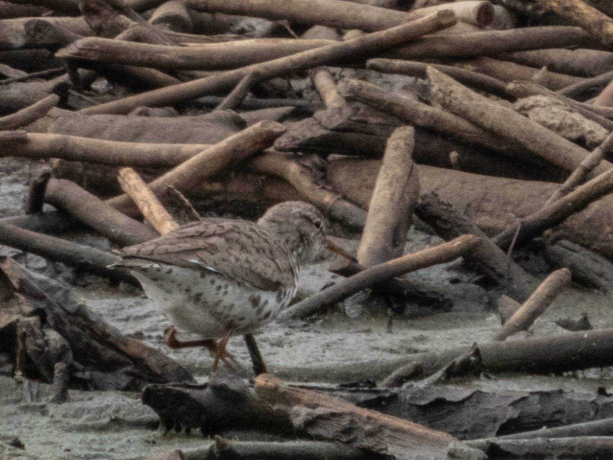 Spotted Sandpiper - ML620354735