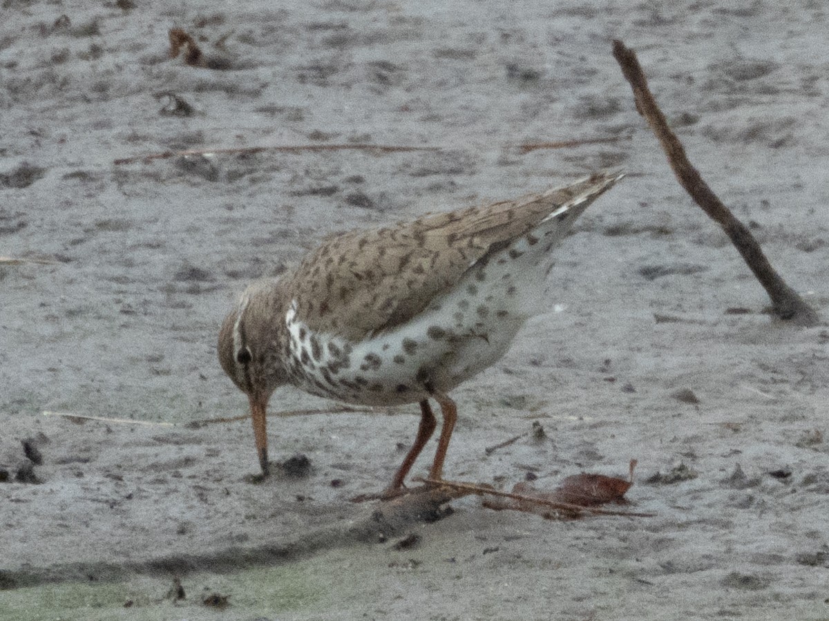 Spotted Sandpiper - ML620354736