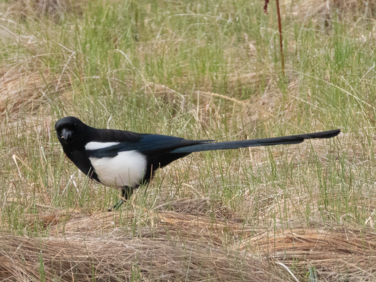 Black-billed Magpie - ML620354743