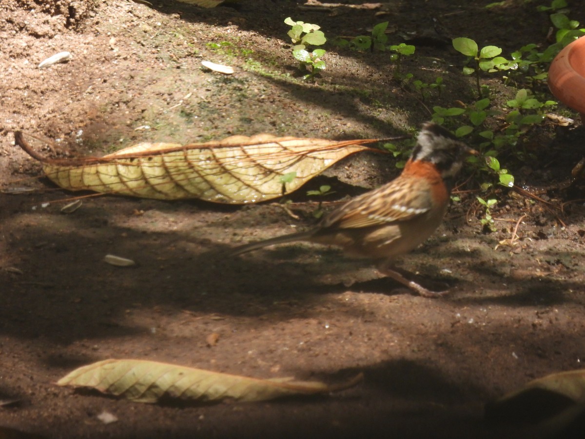Rufous-collared Sparrow - ML620354746