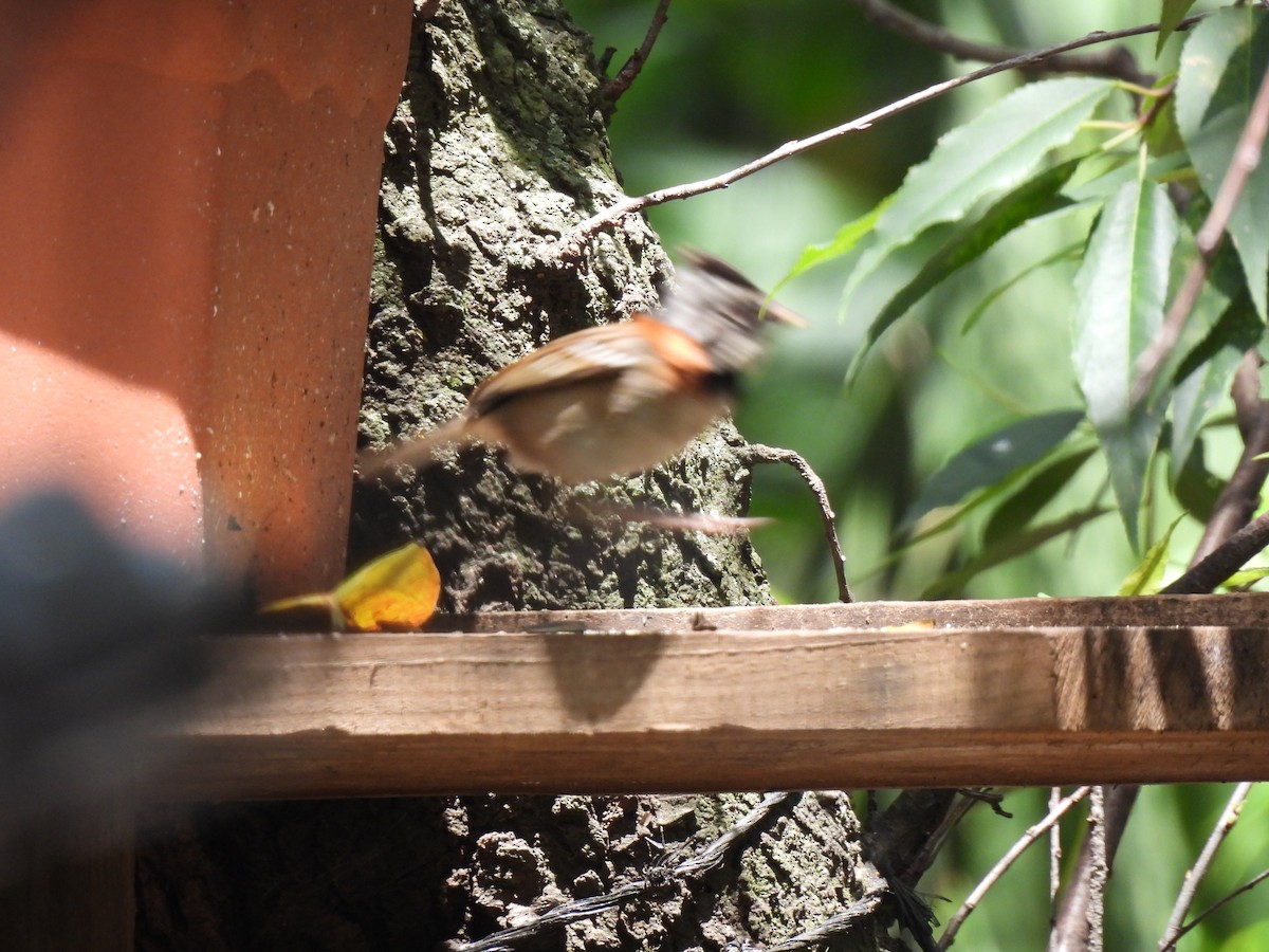 Rufous-collared Sparrow - ML620354747