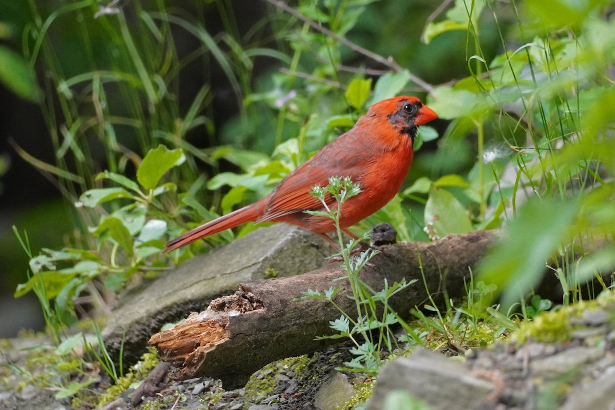 Northern Cardinal - ML620354748