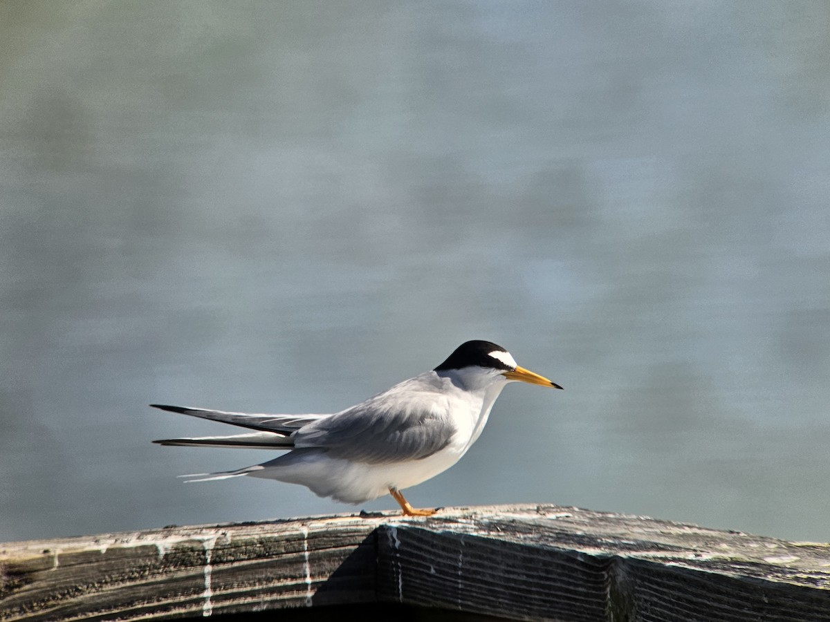 Least Tern - ML620354753