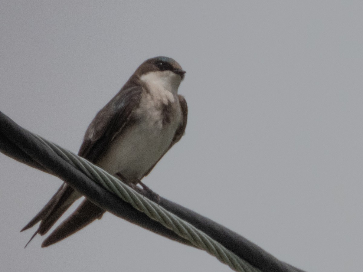 Golondrina Bicolor - ML620354755