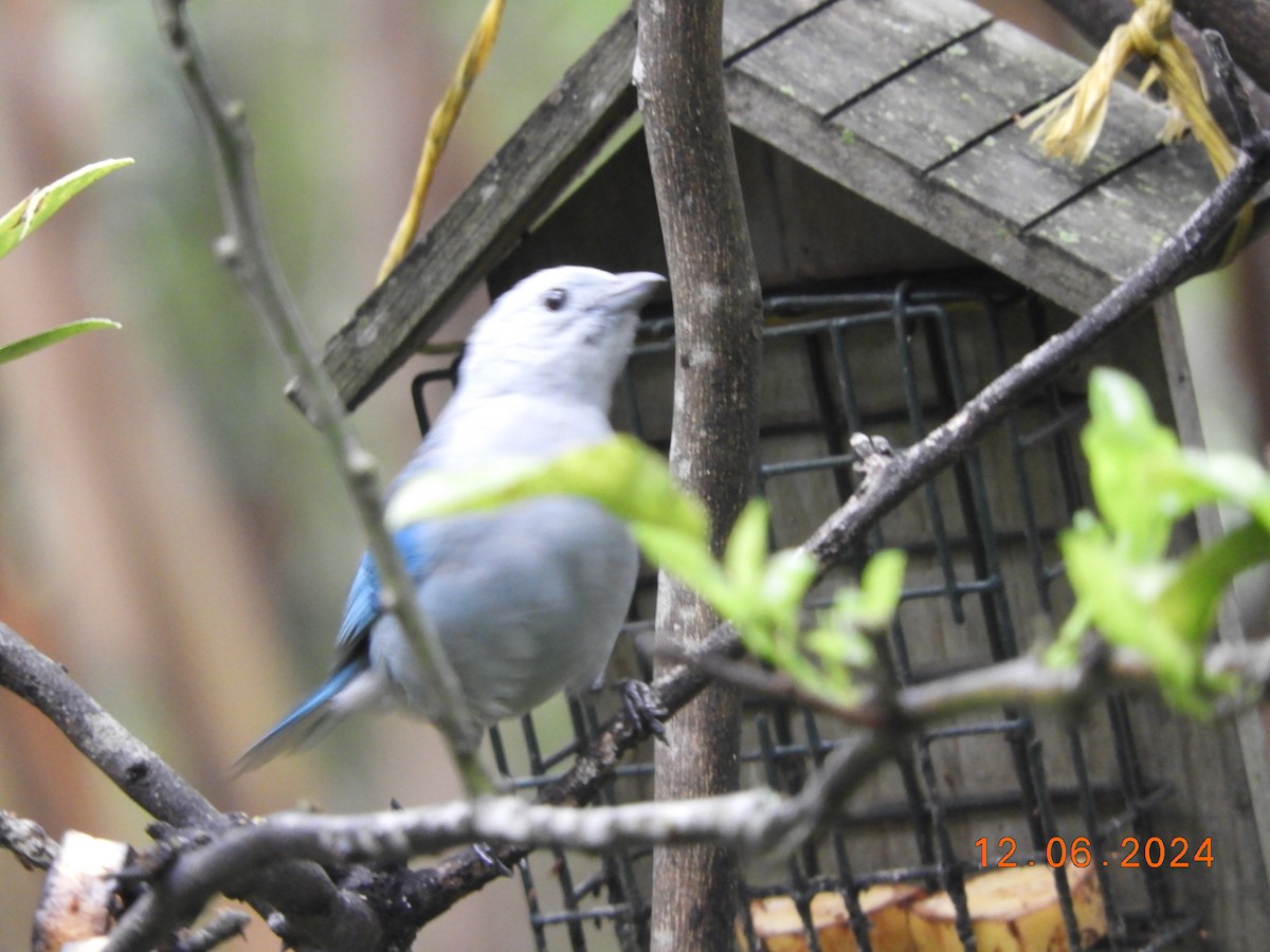 Blue-gray Tanager - ML620354761