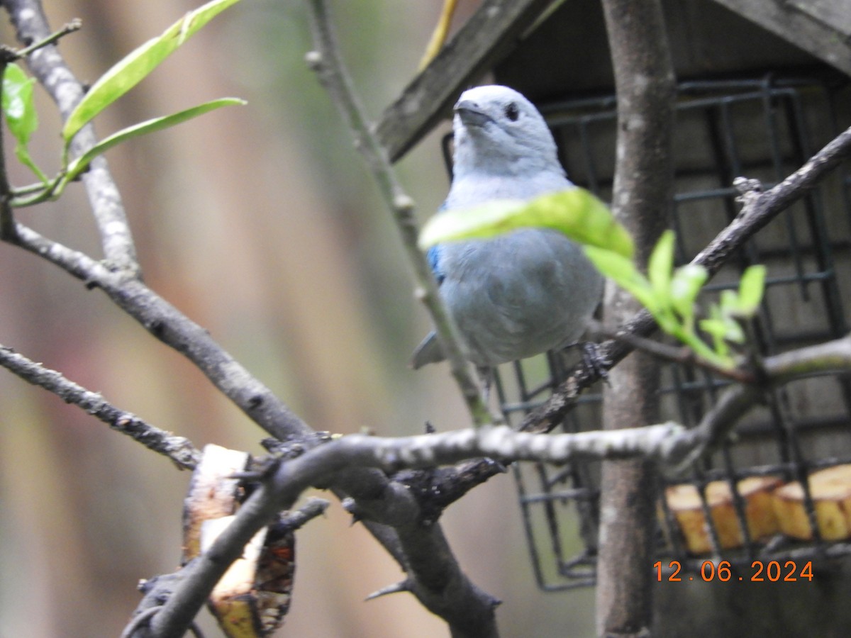 Blue-gray Tanager - ML620354762