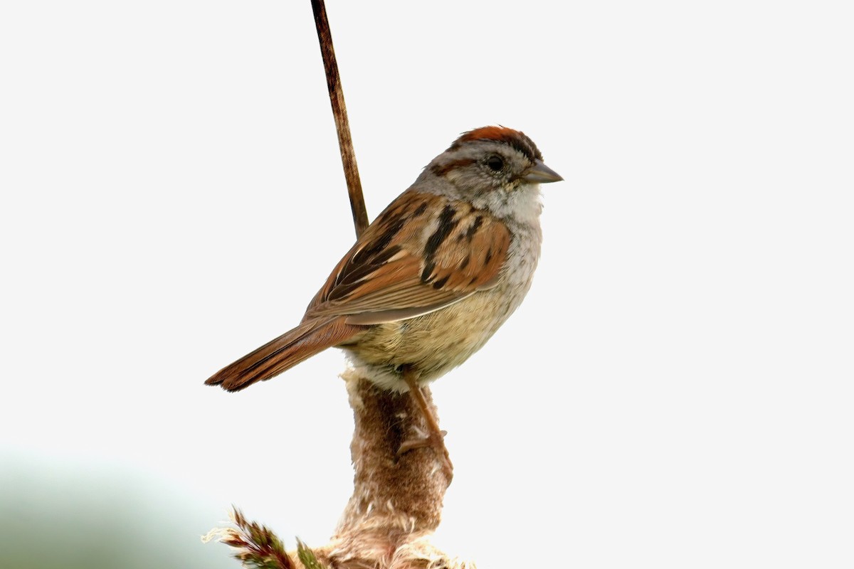 Swamp Sparrow - ML620354767