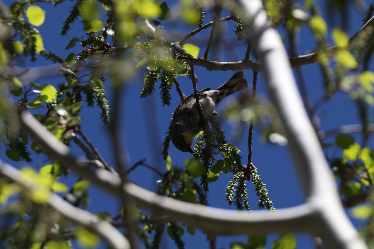 Yellow-rumped Warbler (Audubon's) - ML620354772