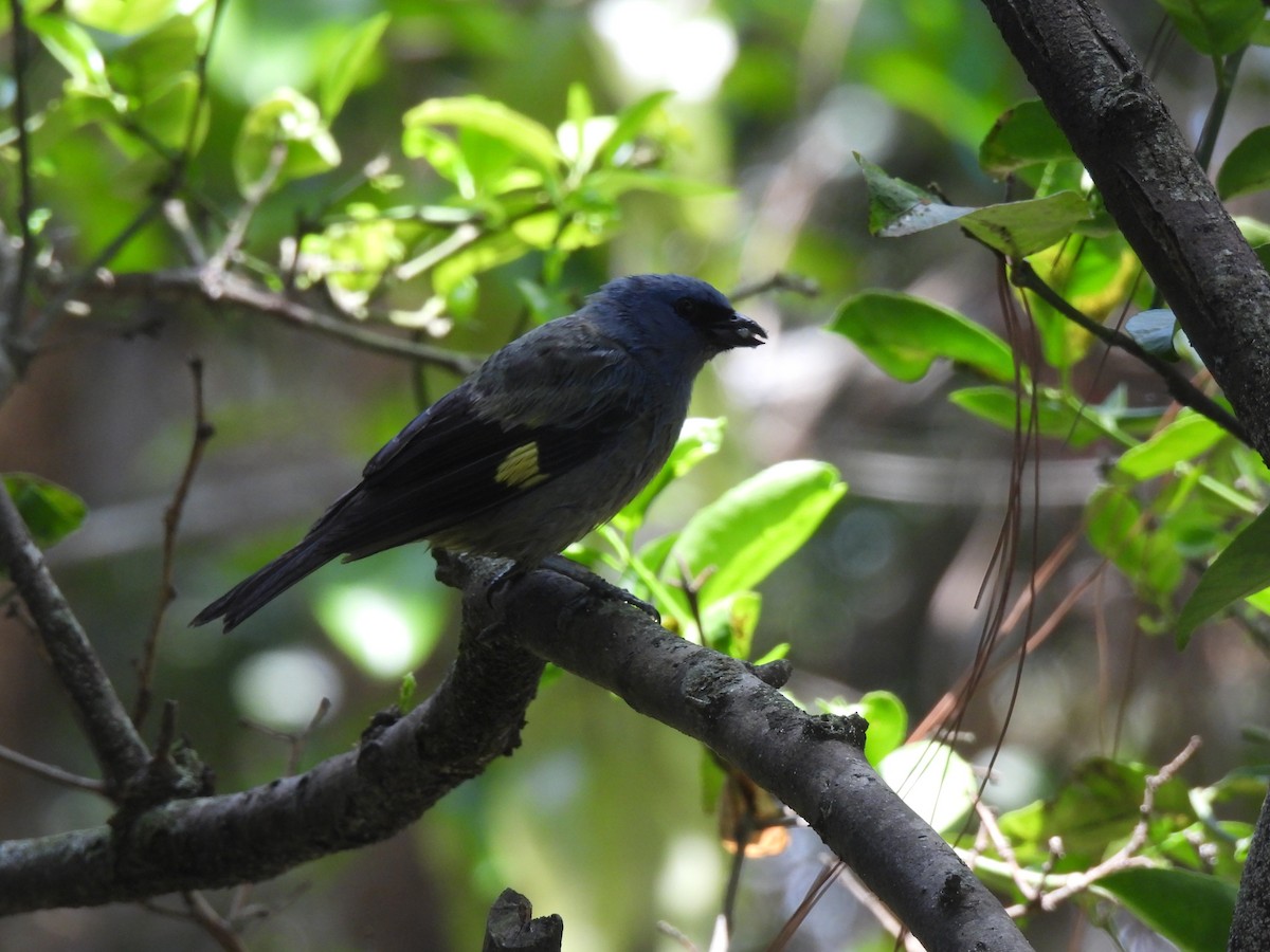 Yellow-winged Tanager - ML620354774