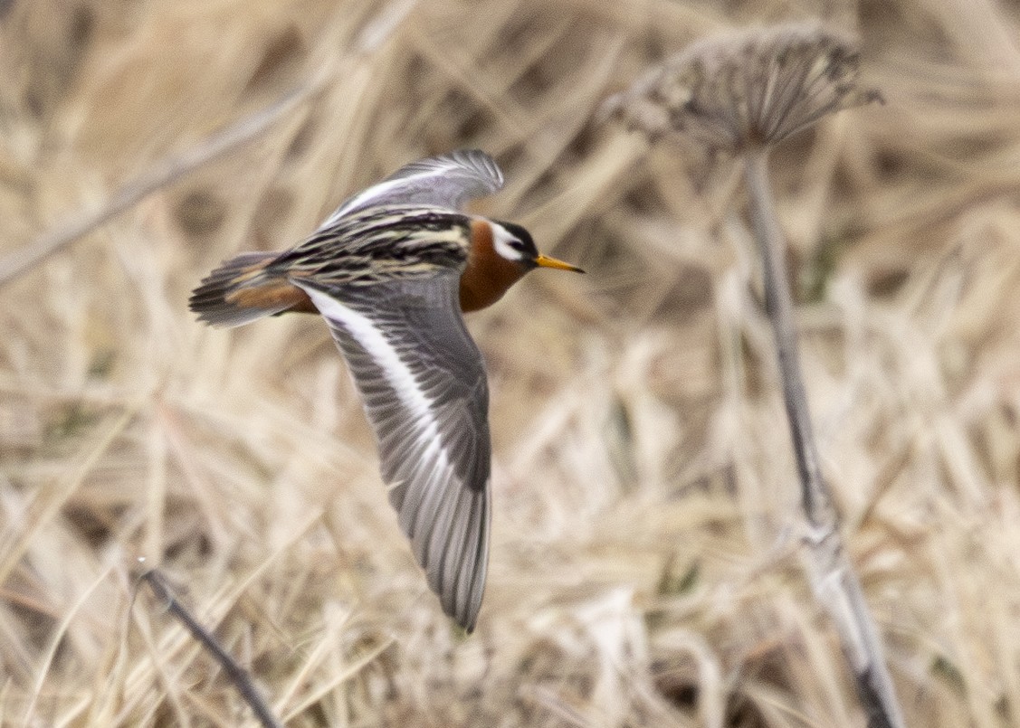 Red Phalarope - ML620354775