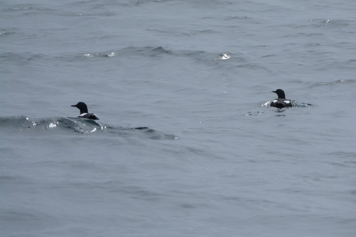 Pigeon Guillemot - ML620354785