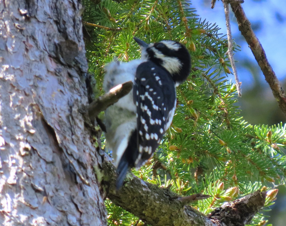 Hairy Woodpecker - ML620354786
