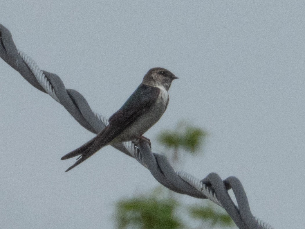 Violet-green Swallow - ML620354787