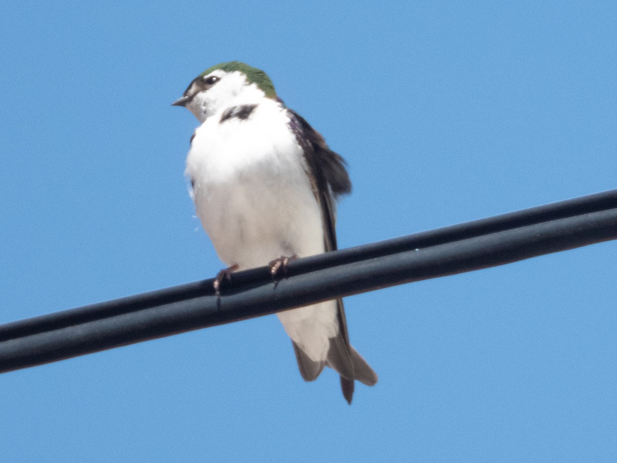 Violet-green Swallow - ML620354788