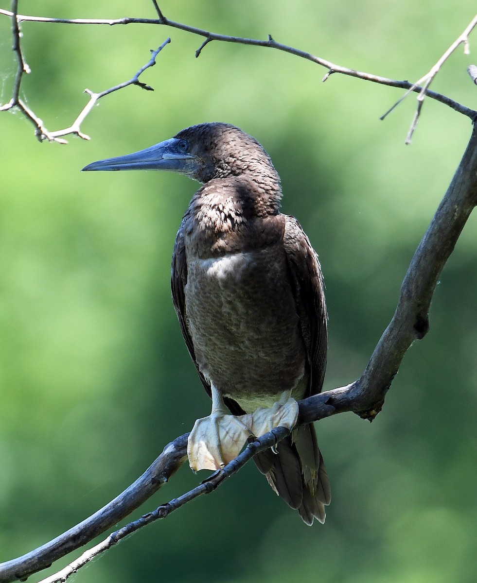 Brown Booby - ML620354798