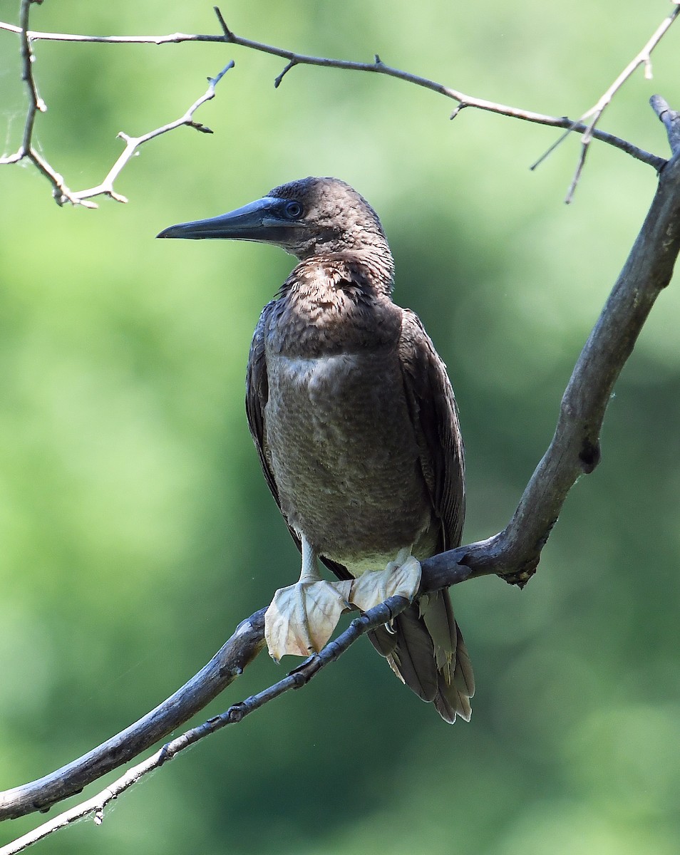 Brown Booby - ML620354799