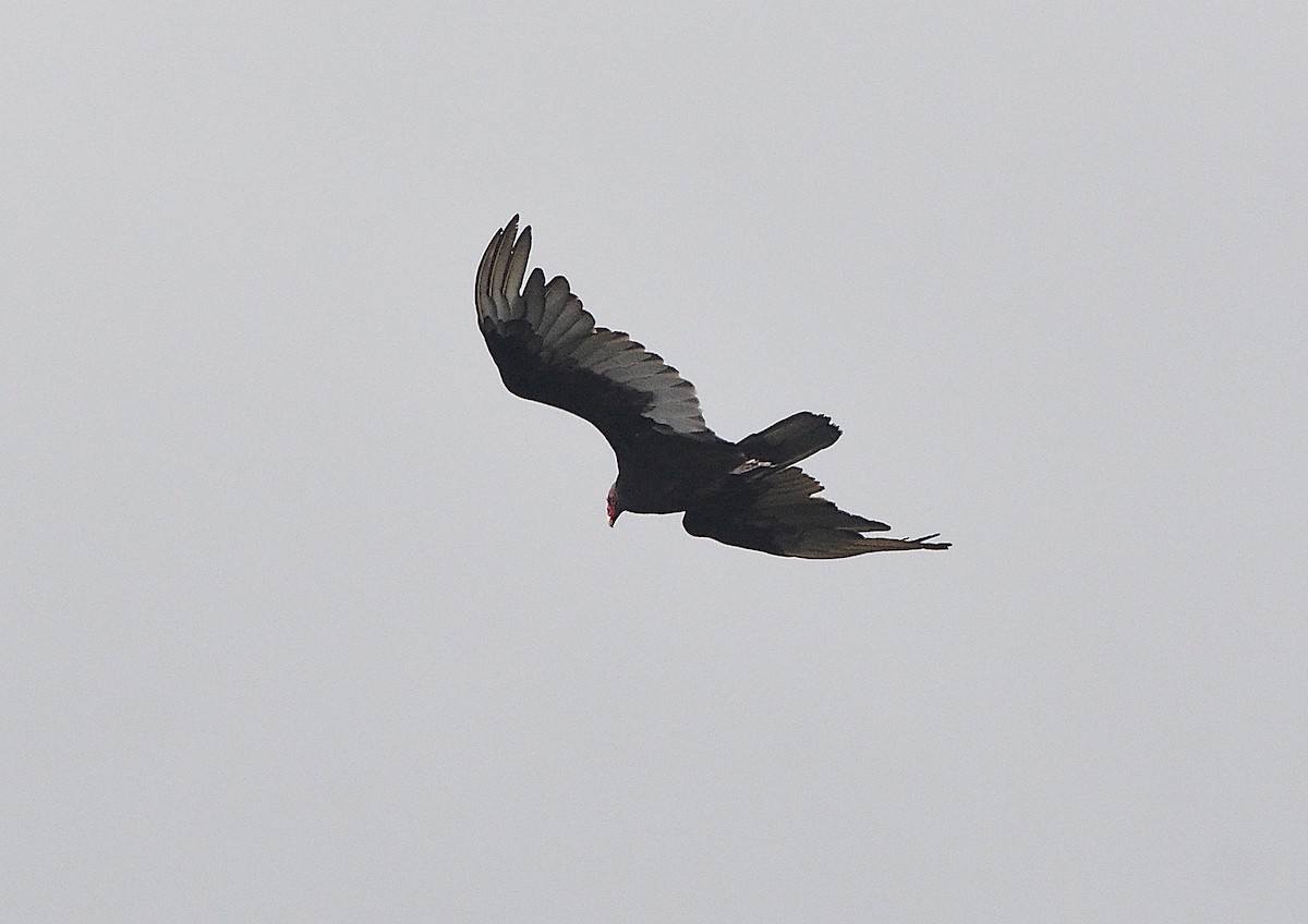 Turkey Vulture - ML620354802