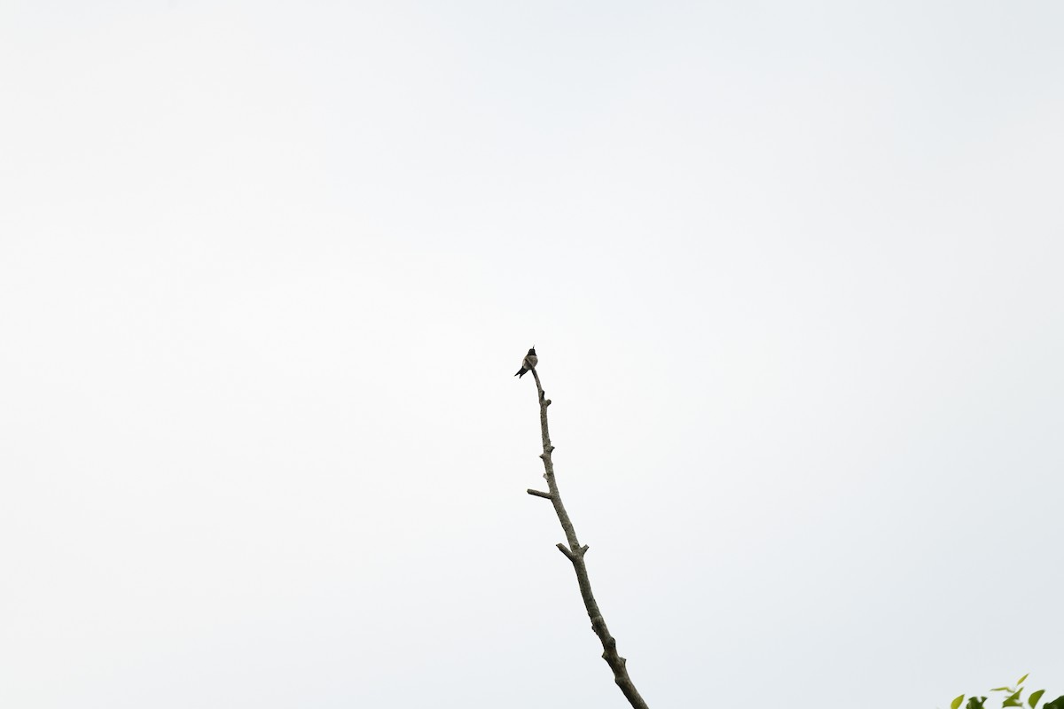 Yakut Boğazlı Kolibri - ML620354803