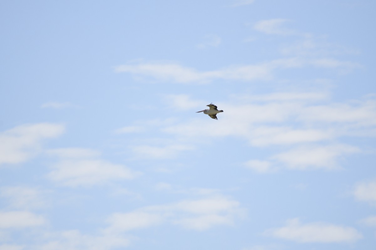 Австралийский пеликан - ML620354817