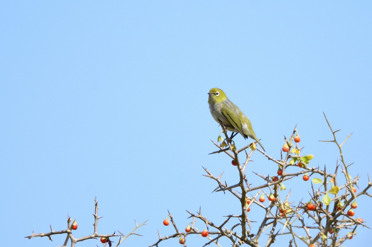 Graumantel-Brillenvogel - ML620354820