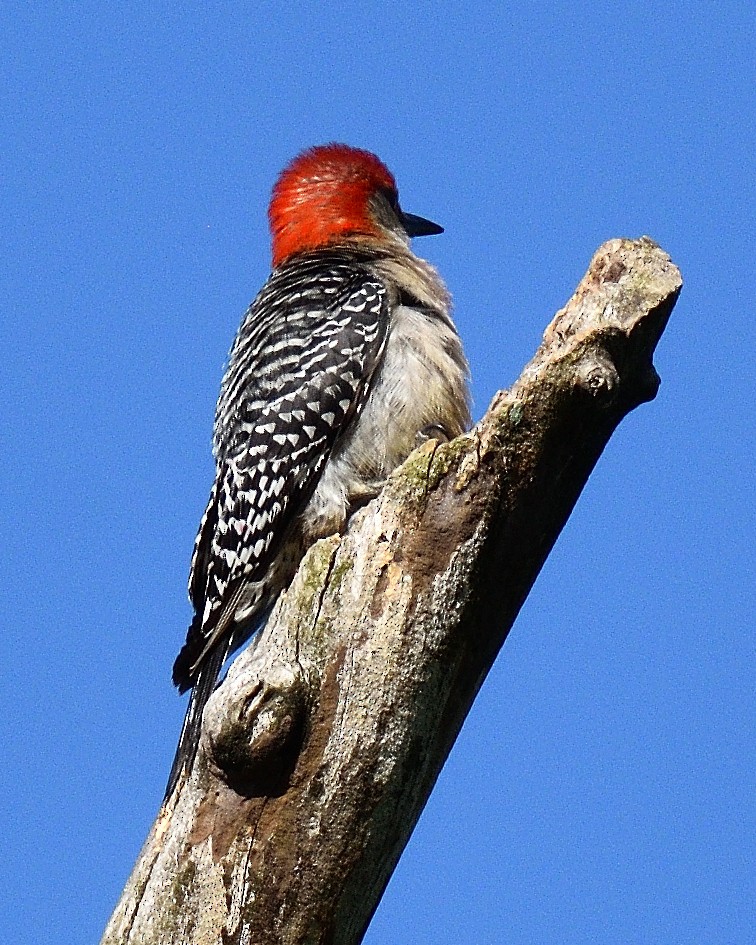 Red-bellied Woodpecker - ML620354821