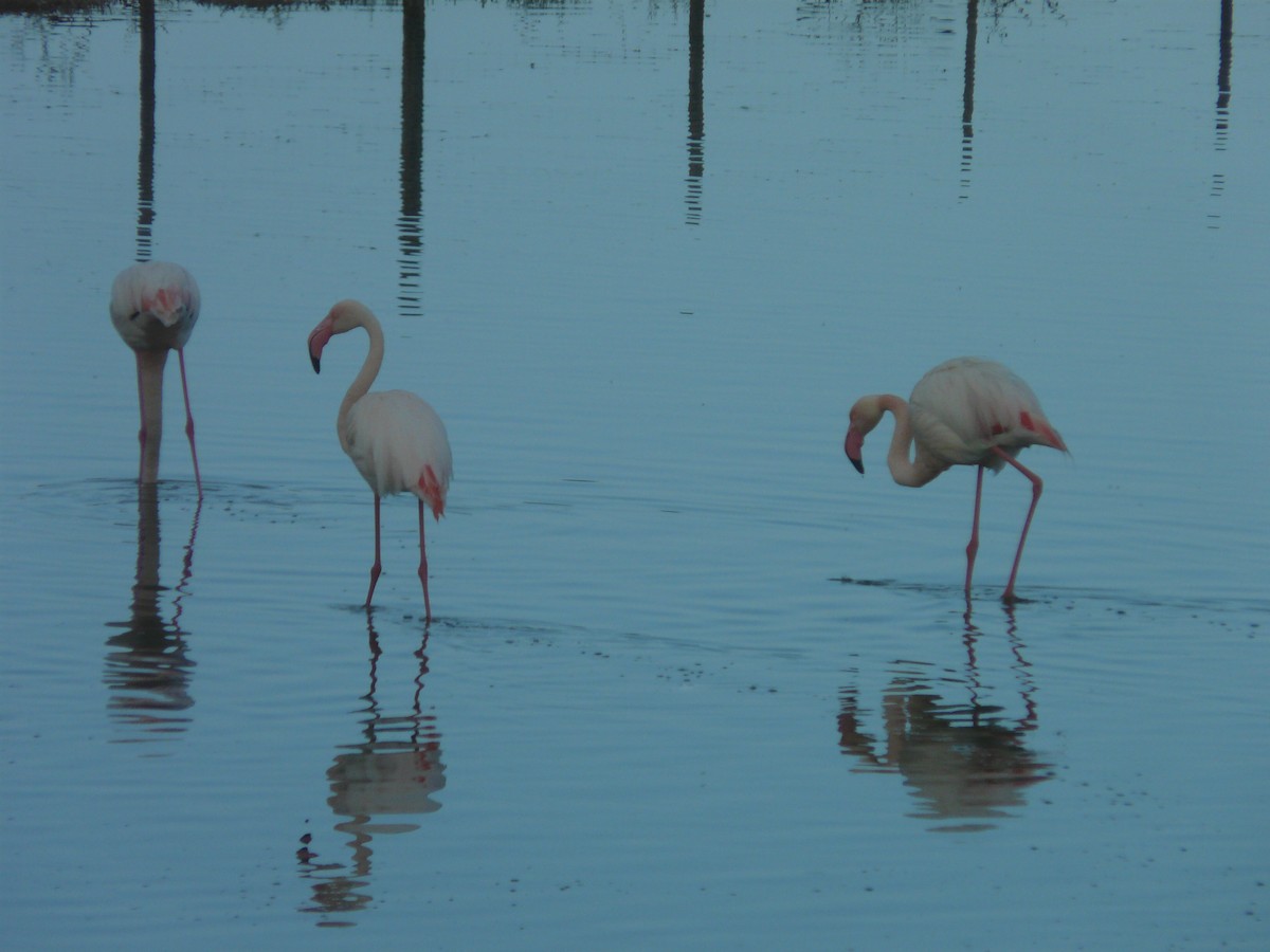 Greater Flamingo - ML620354825