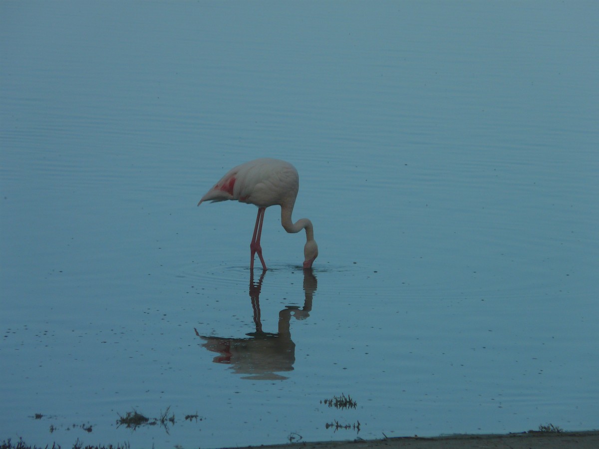 Greater Flamingo - ML620354827
