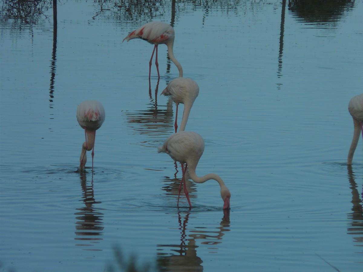 Greater Flamingo - ML620354828