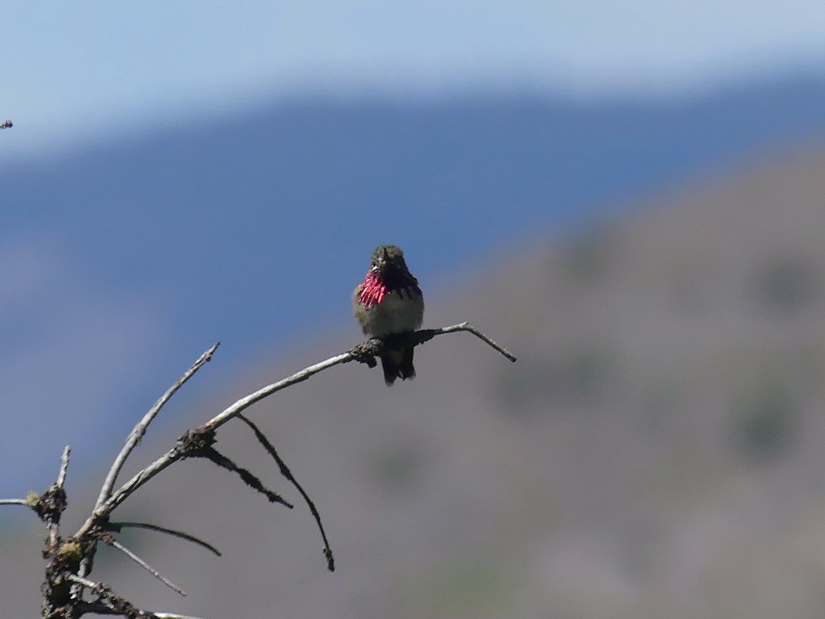 Calliope Hummingbird - ML620354834