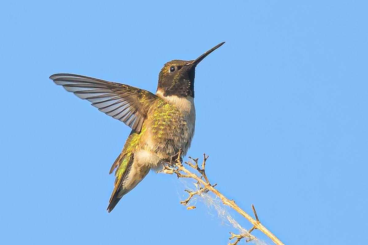 Black-chinned Hummingbird - ML620354835