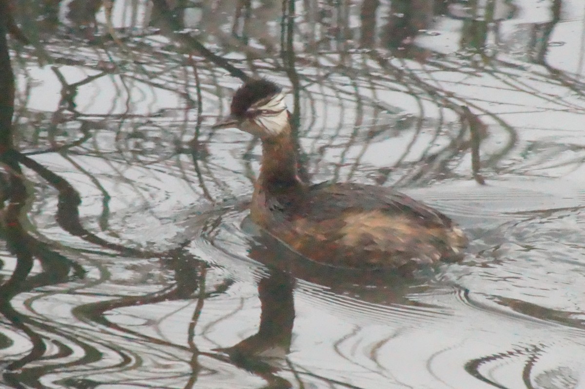 White-tufted Grebe - ML620354841