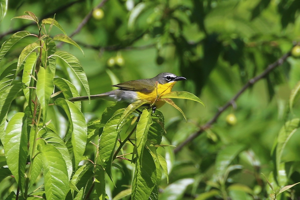 Yellow-breasted Chat - ML620354856