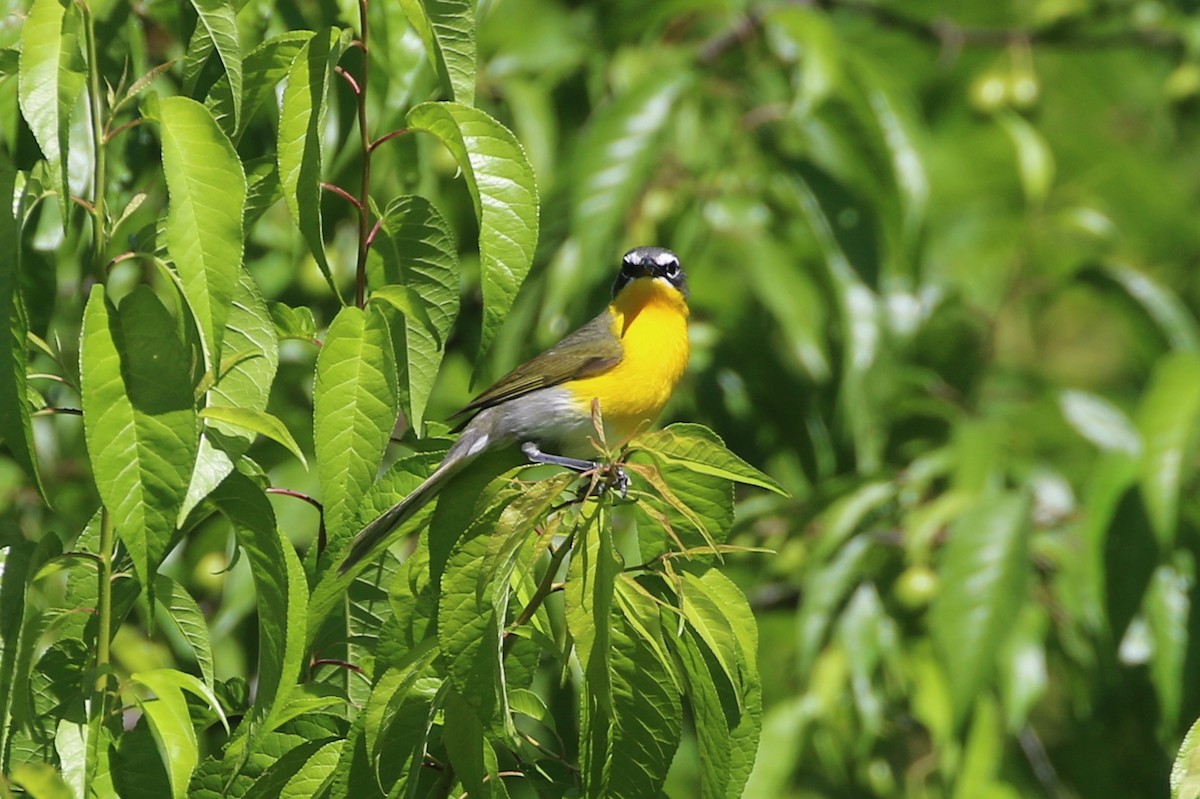 Yellow-breasted Chat - ML620354857
