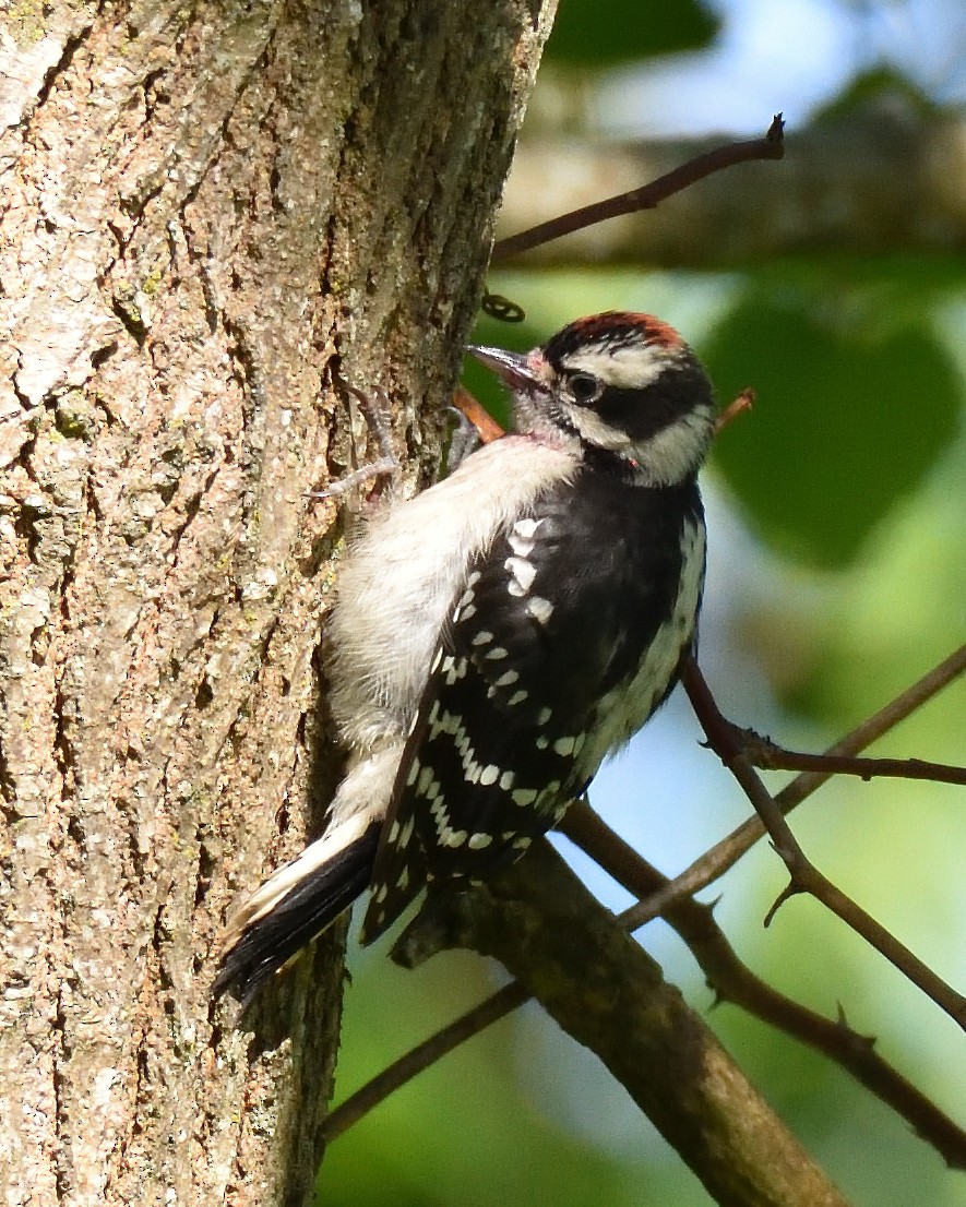 Downy Woodpecker - ML620354859