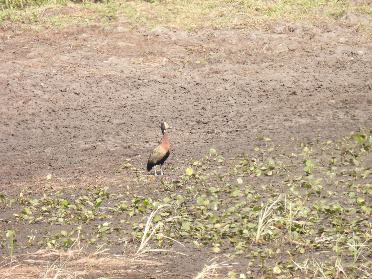 White-faced Whistling-Duck - ML620354868