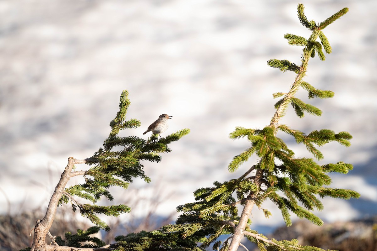 Rock Wren - ML620354873