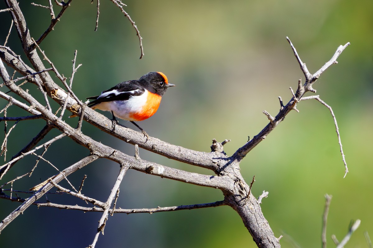 Red-capped Robin - ML620354884