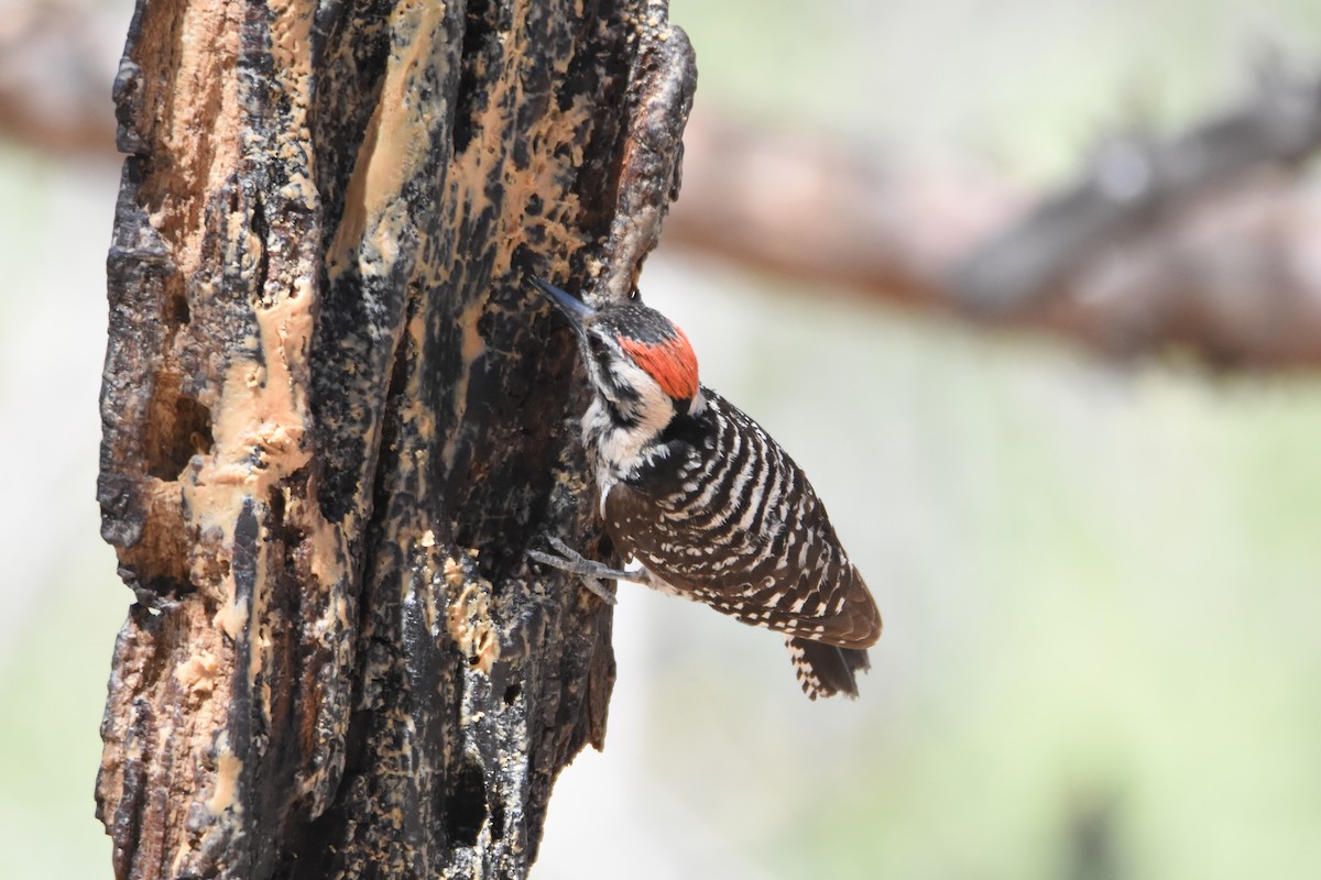 Arizona Woodpecker - ML620354889