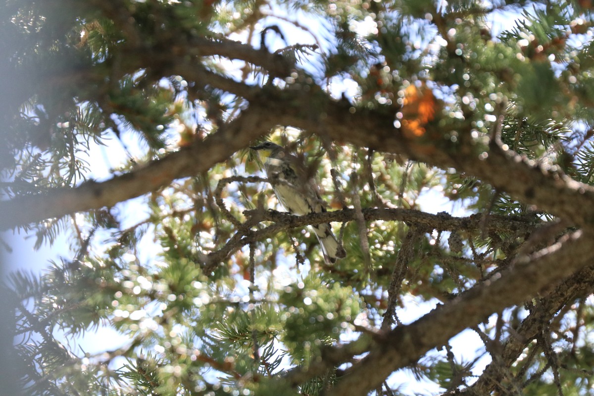Yellow-rumped Warbler (Audubon's) - ML620354896