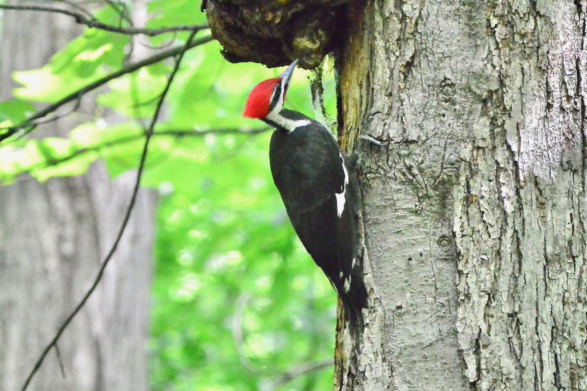Pileated Woodpecker - ML620354904
