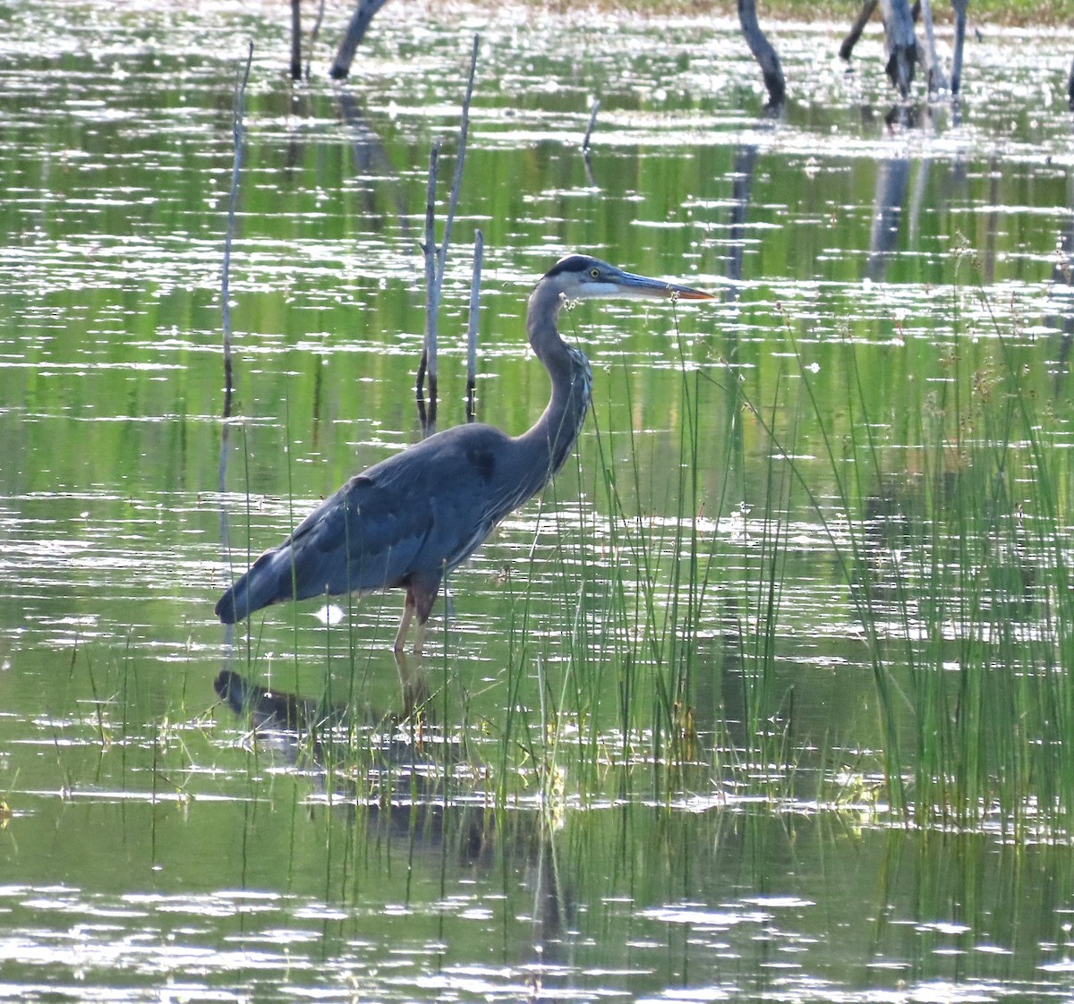 Garza Azulada - ML620354906