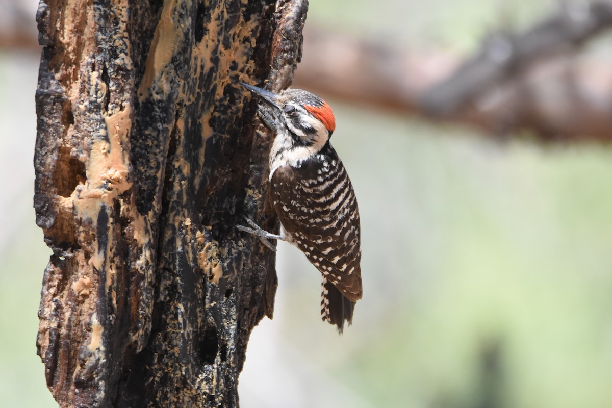 Ladder-backed Woodpecker - ML620354909