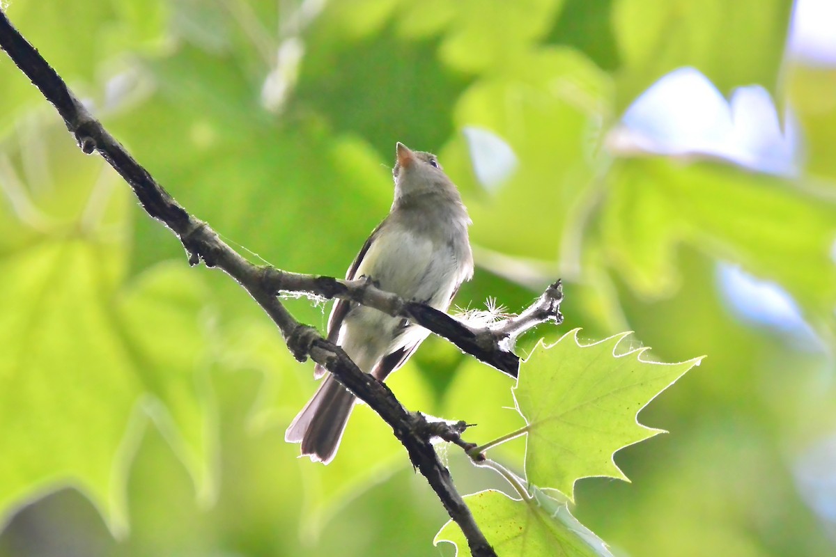 Acadian Flycatcher - ML620354910