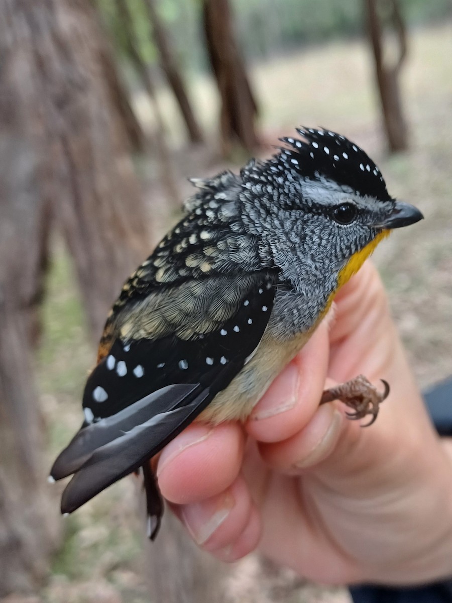 Spotted Pardalote - ML620354915