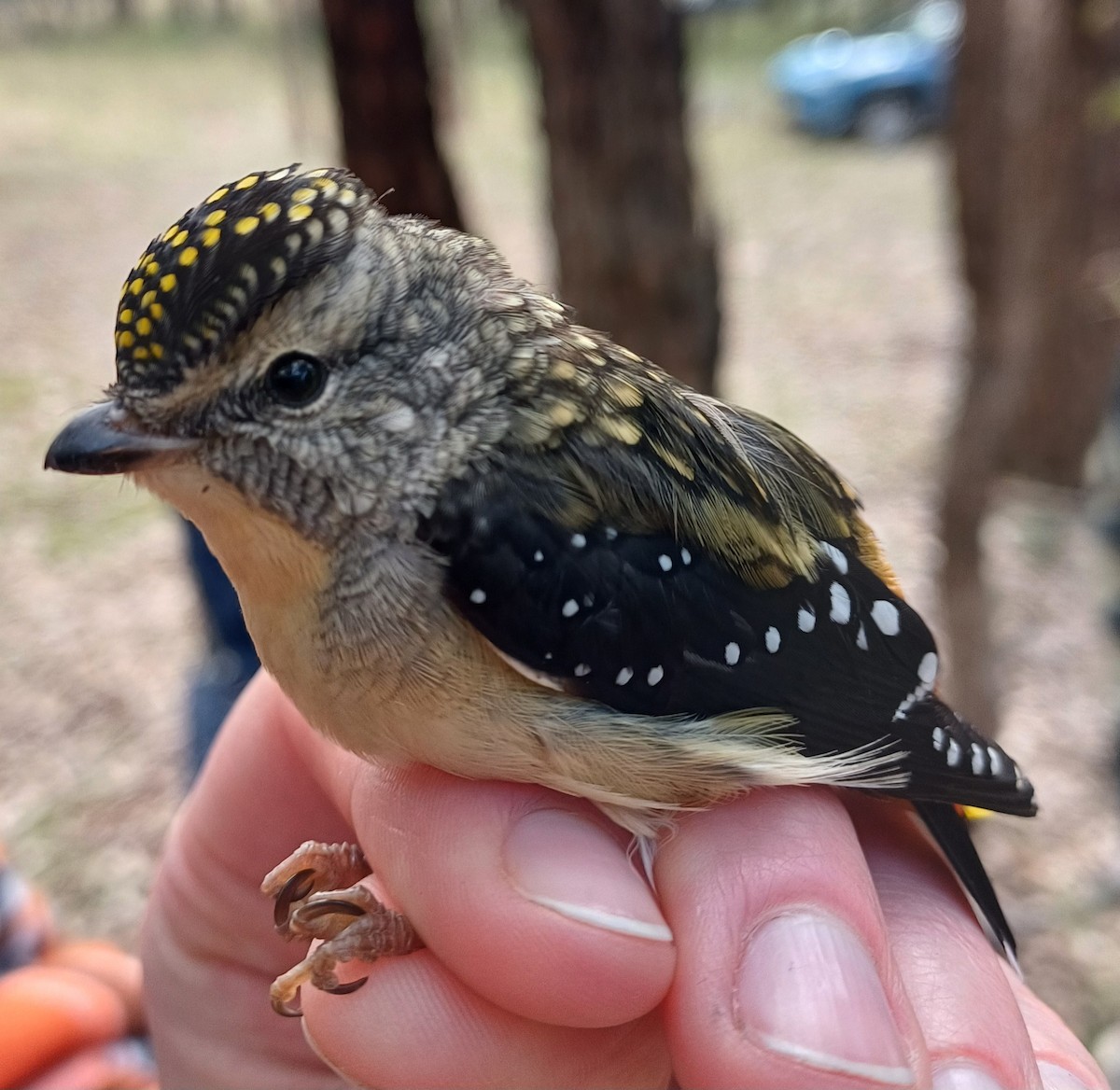 Spotted Pardalote - ML620354916
