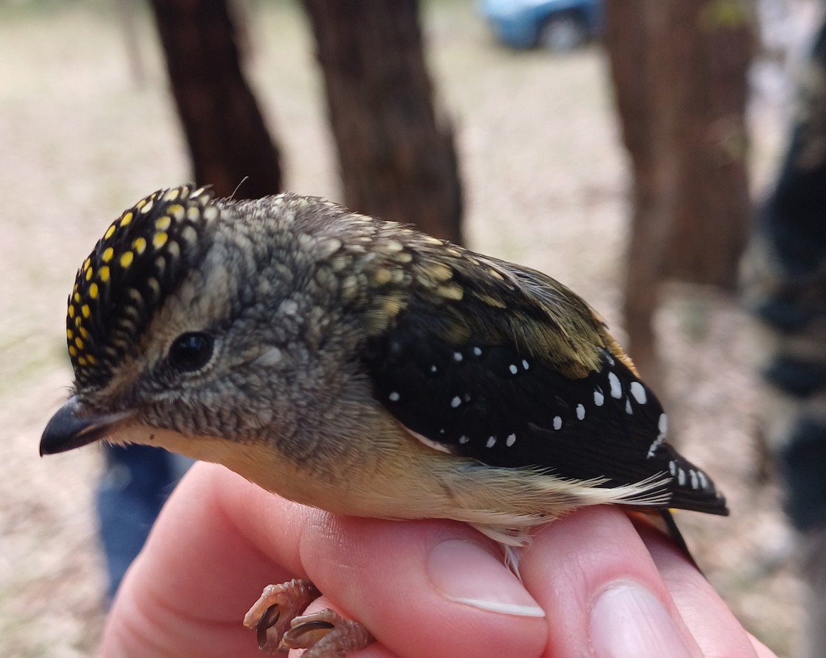 Spotted Pardalote - ML620354918