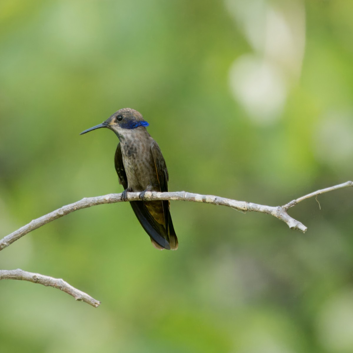 Colibrí Pardo - ML620354927